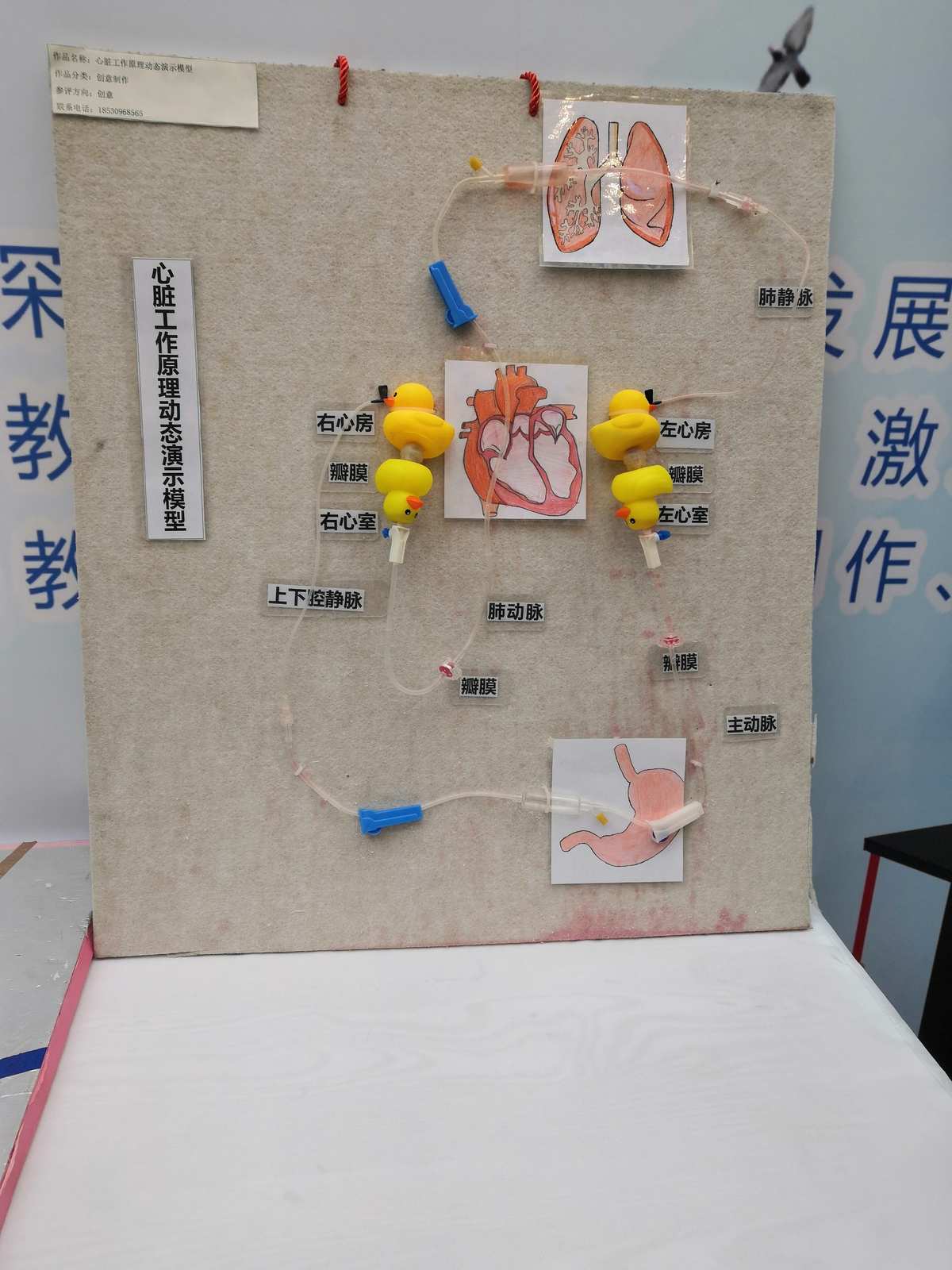 自制教具齊爭(zhēng)彩，科技創(chuàng)新領(lǐng)未來(lái) 教學(xué)模型與教具銷售新風(fēng)尚